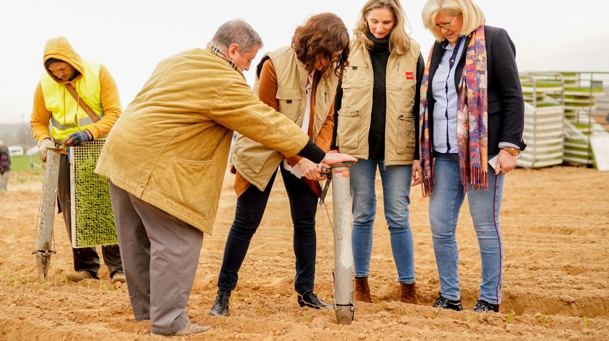 La presidenta Díaz Ayuso, plantando ajos con un moderno dispositivo en una explotación agrícola en Villamanrique de Tajo