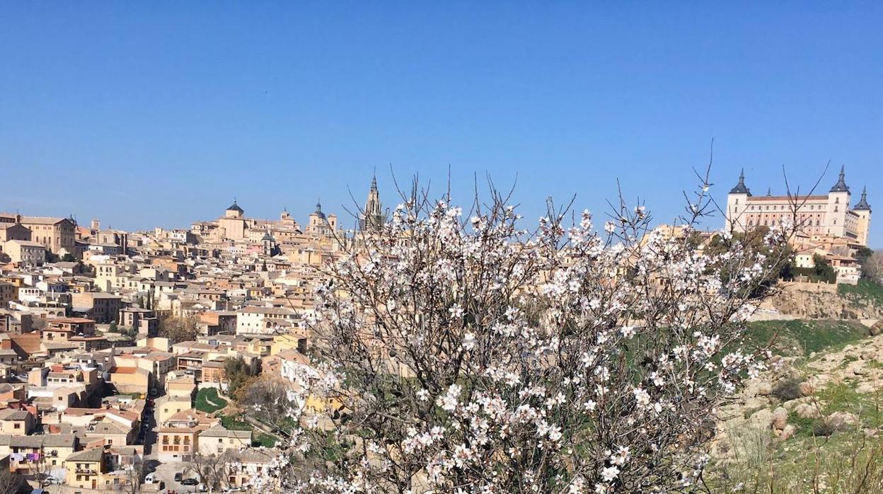 Un almendro en flor y, al fondo, la ciudad de Toledo