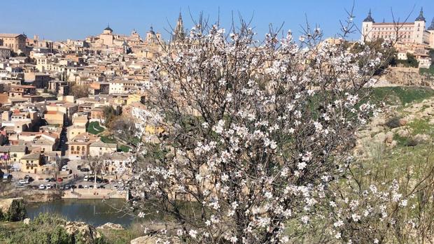 Los almendros en flor del Valle anuncian la llegada de la primavera