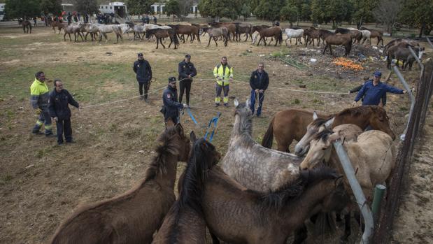 Manda a su vecino a la UCI tras apuñalarlo durante una discusión sobre caballos