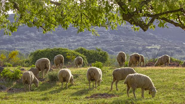 Embiste repetidas veces con su vehículo un rebaño de ovejas y deja malheridas a varias