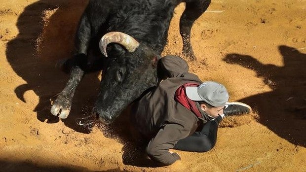 Los encierros del Carnaval del Toro de Ciudad Rodrigo dejan de momento trece heridos