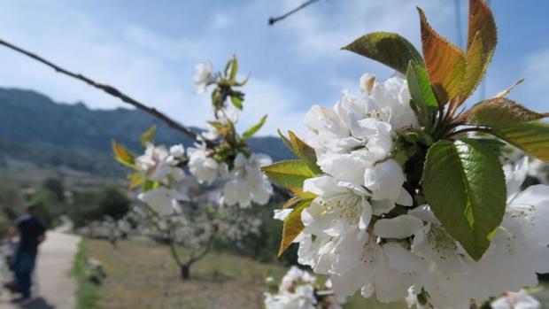 ¿Dónde están los cerezos en flor más bonitos de España?