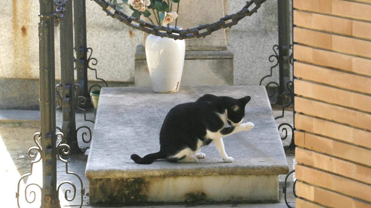 Entregan diez mil firmas para que los gatos vuelvan al cementerio de Zamora