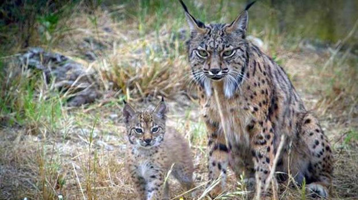 En los Montes de Toledo hay casi 200 ejemplares de linces