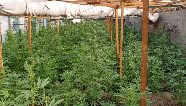 Narcotráfico itinerante: una banda alquilaba fincas para cultivar marihuana con luz solar