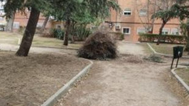 Un enorme nido de cotorras argentinas rompe una rama de un árbol y cae en un parque de Ciudad Pegaso