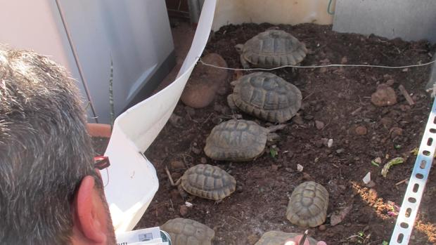 Descubren 25 tortugas de una especie protegida en una vivienda en Puzol