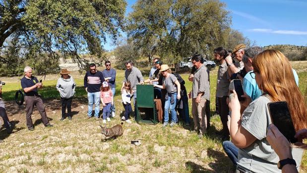 Liberan un nuevo lince ibérico, «Quijo», en los Montes de Toledo