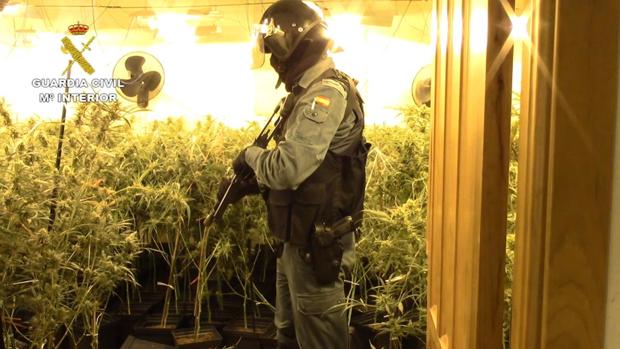 Un detenido e incautadas 1.574 plantas de marihuana en un domicilio de Jadraque