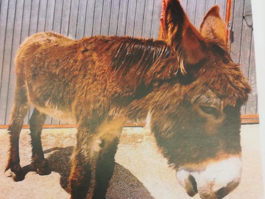 Imagen del burro maltratado en Salamanca