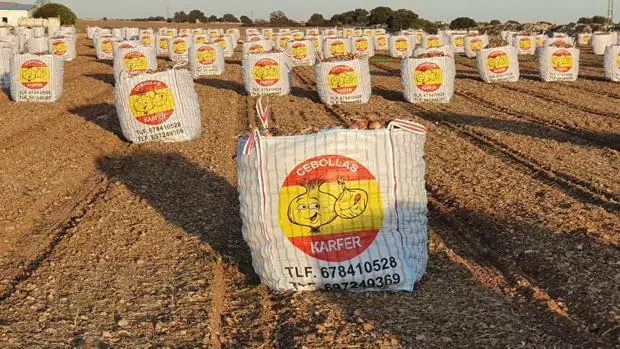 Una empresa de Toledo ofrece 480 toneladas de cebolla para comedores sociales y hospitales