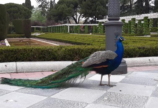 Pavos reales y patos se pasean por el centro de Madrid en busca de alimento en plena crisis de coronavirus