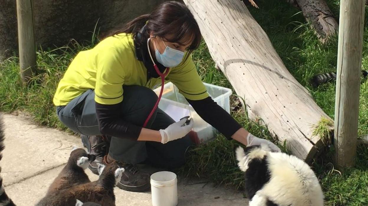 Eva Martínez, veterinaria del Zoo Aquarium, atiende a unos lémures con guantes y mascarilla