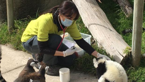 La vida continúa en el zoo de Madrid a pesar de los estragos del coronavirus