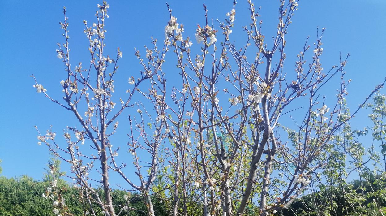 Diario de una periodista confinada: Mejor mirar la primavera