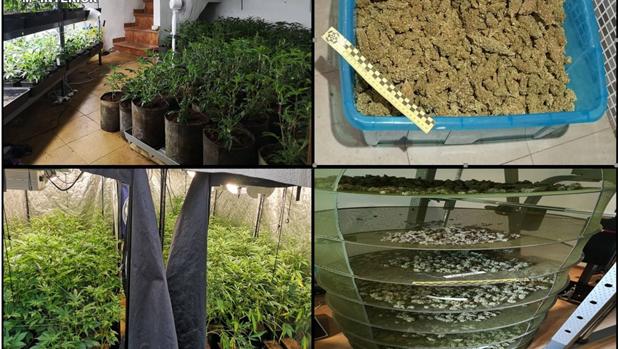 Coronavirus: descubren 558 plantas de marihuana en Alicante al incumplir dos traficantes el confinamiento