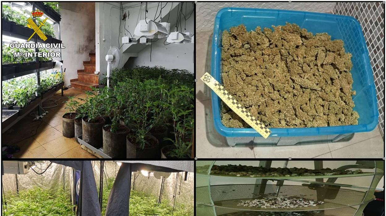 Plantas de marihuana intervenidas por la Guardia Civil en Novelda