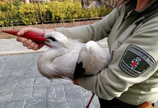 Una cigüeña negra atropellada recogida por los agentes forestales