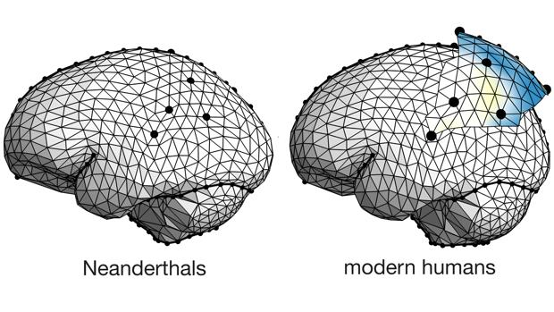 Los humanos actuales tienen lóbulos parietales mayores que los neandertales