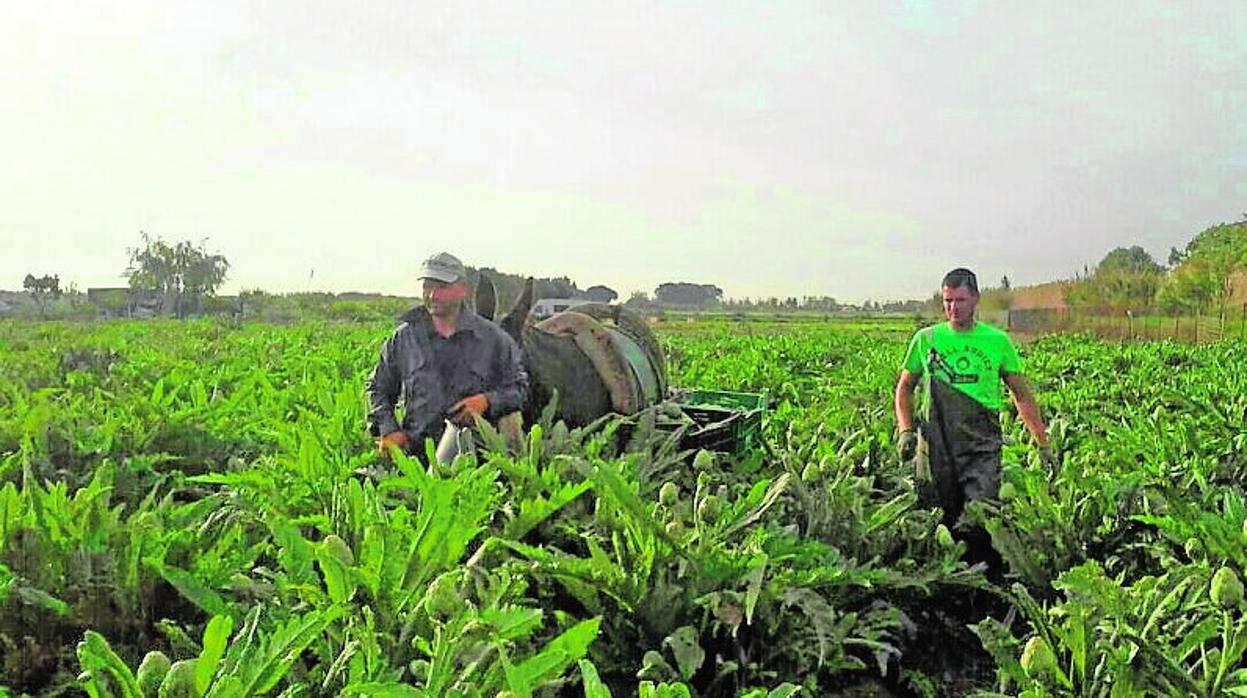 Cultivo de alcachofas en el delta del Llobregat (Barcelona)