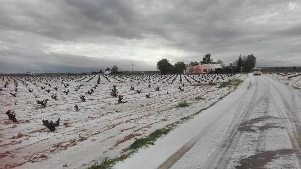 La tormenta de granizo provoca daños en 500 hectáreas de viñedo de Miguel Esteban