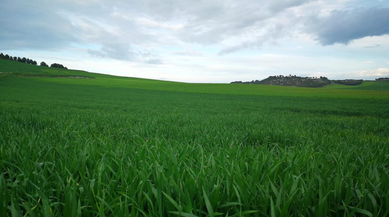 Imagen actual de una superficie de cultivo en la provincia de Valladolid