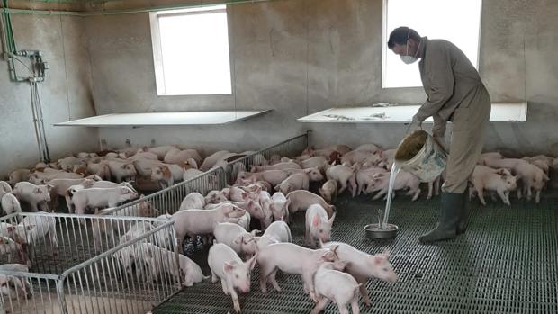 «No es tiempo para parar, la carne debe llegar a todos los hogares»