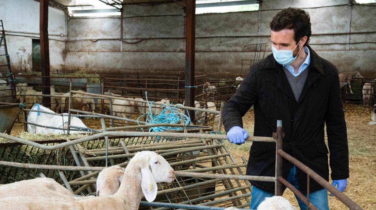 Pablo Casado ha visitado hoy una explotación agraria en la Comunidad de Madrid