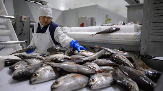 Un juzgado aprueba el despido de 120 trabajadores de la pesquera Isidro 1952