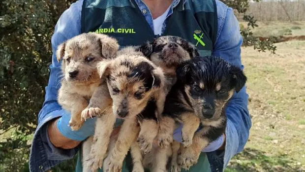 Investigan el abandono de cuatro cachorros de raza Carea Leonés cerca de la  depuradora de León