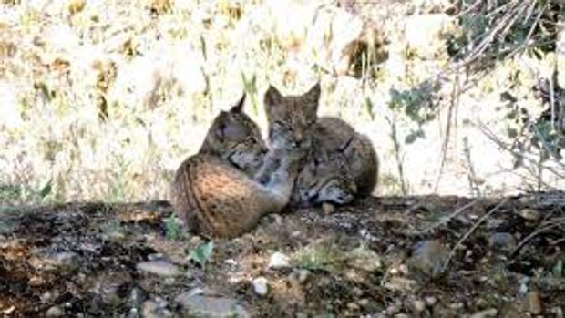 Lava, la lince supermamá que fue liberada en Toledo por la Reina Sofía