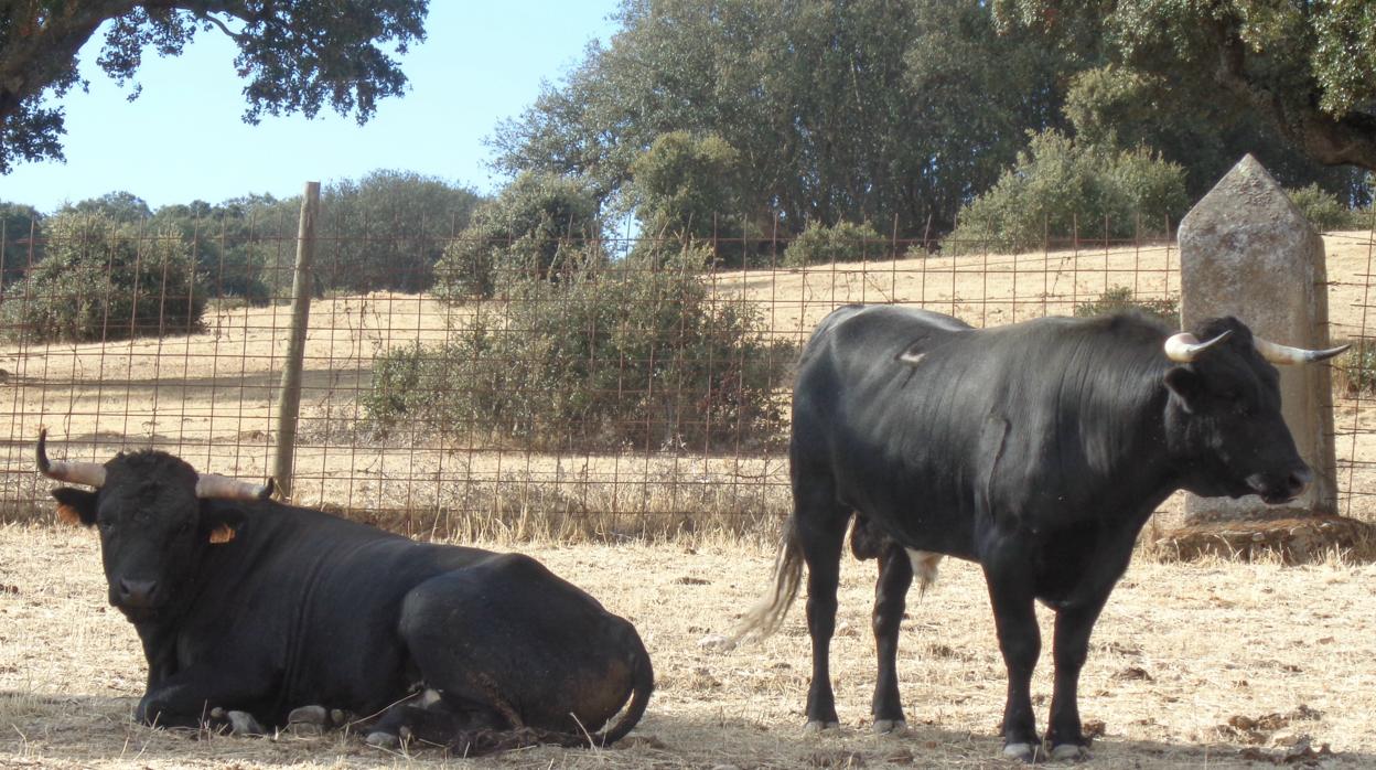 Finca del ganadero salmantino Julio Pérez-Tabernero