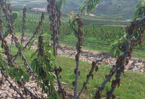 Cerezos con las ramas abrasadas por el «cáncer bacteriano» en los montes de Codos (Zaragoza)