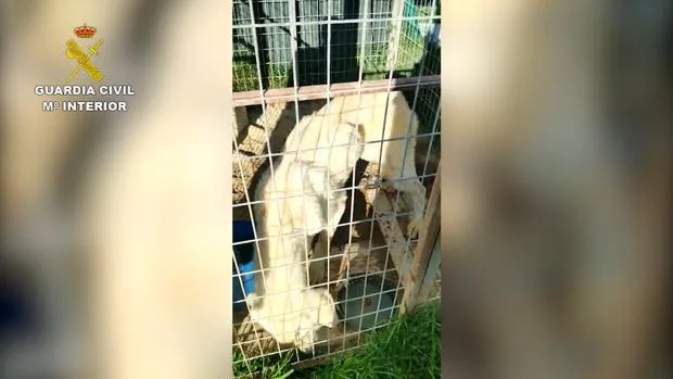 Localizan un criadero de perros en Nerpio con ocho animales, cinco de ellos muertos