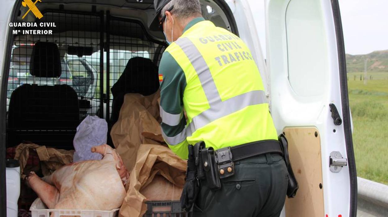 Condiciones en las que era transportada la carne de cerdo interceptada por la Guardia Civil