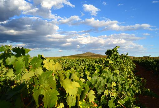 Viñedo de Bodegas Sierra Norte en La Roda (Albacete)