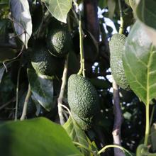 Mercadona compra 7,1 toneladas de aguacates a productores españoles, un treinta por ciento más