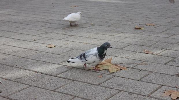 Gatos y palomas: cuando los «otros» toman las calles de Toledo