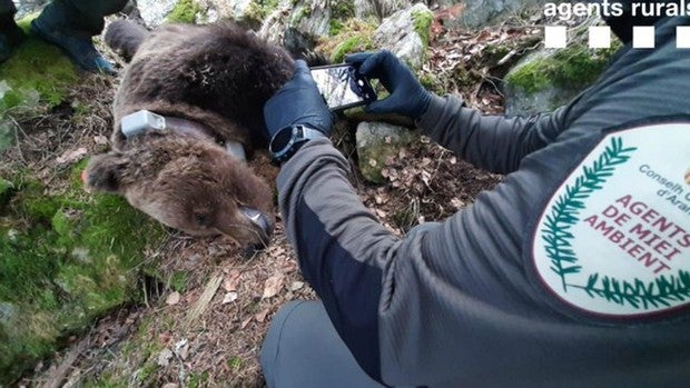 El misterioso caso de la muerte del oso que estremecía a los caballos