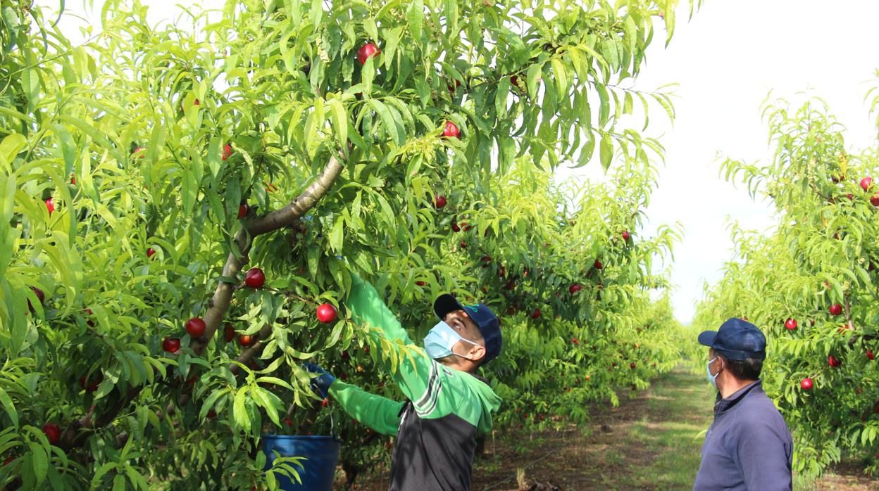 Dos jornaleros en plena cosecha de frutales con las mascarillas de protección distribuidas por AEFA