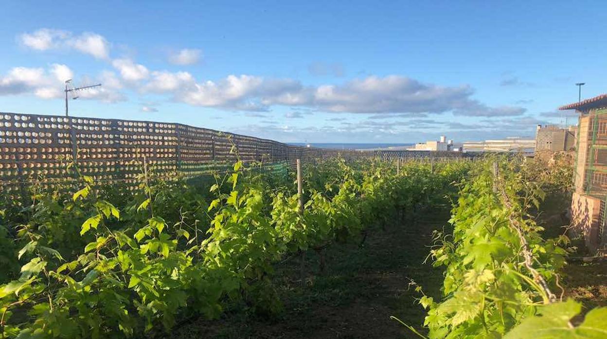 Cosecha de viñedos en Gran Canaria