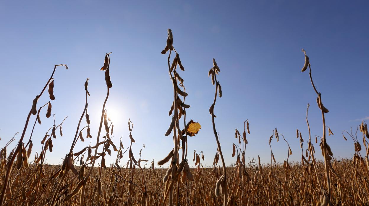 Campos de cultivo de soja en Salamanca