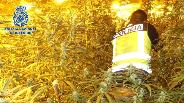 Desmantelan un laboratorio de marihuana en Cobisa con 1.962 plantas