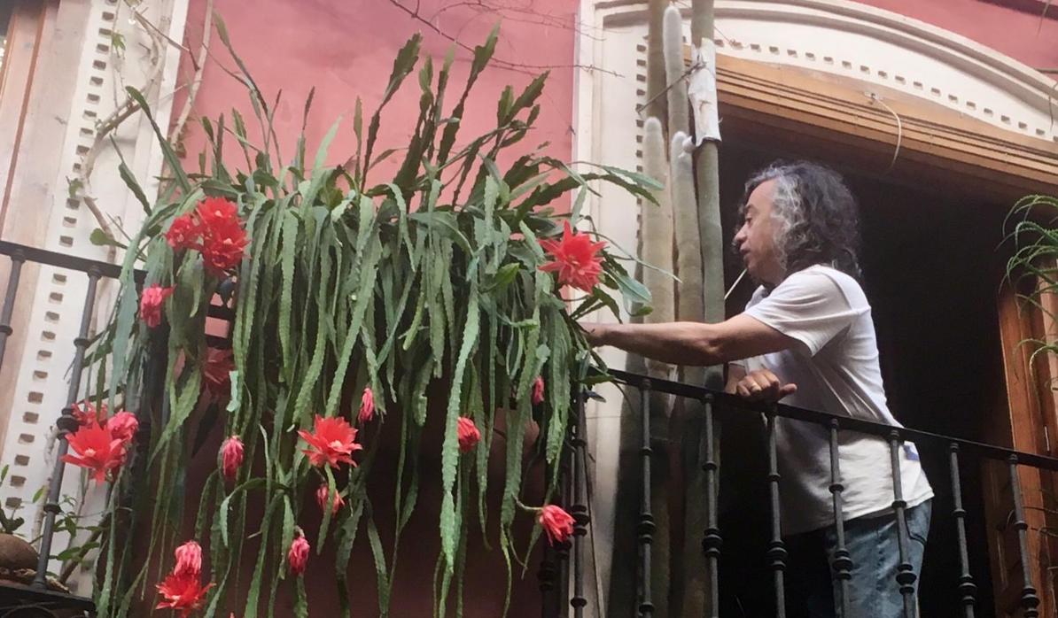 Plumas de Santa Teresa en un balcón, que siempre está espectacular, de la calle Jardines de Toledo