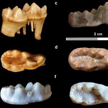 Restos dentales del animal