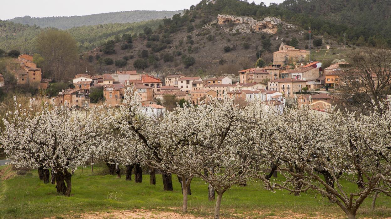 Arranca la campaña de la cereza en el Valle de las Caderechas (Burgos)