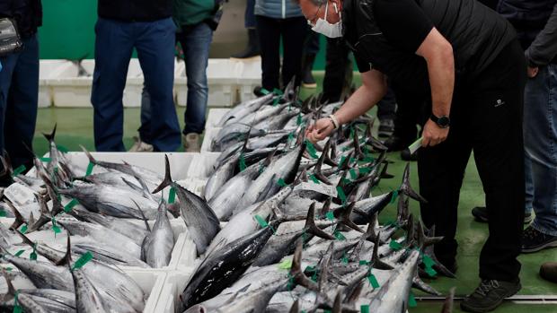 La primera subasta de bonito en Burela supera los 20.000 kilos y cuadruplica los años anteriores