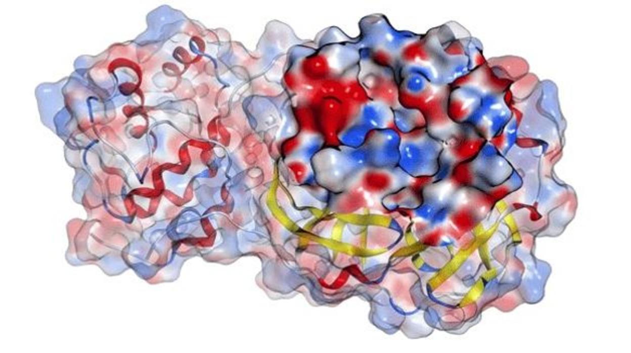 La región registra 4 muertes por coronavirus y 38 nuevos casos en las últimas 24 horas