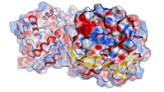 La región registra 4 muertes por coronavirus y 38 nuevos casos en las últimas 24 horas